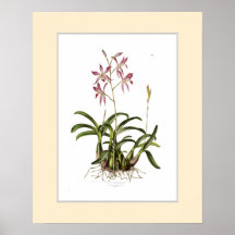 Laelia autumnalis,Custom border Poster