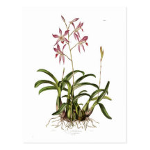 Laelia autumnalis postcards