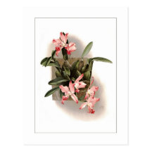 Laelia autumnalis xanthotropis post card