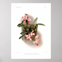 Laelia autumnalis xanthotropis print
