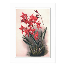 Laelia gouldiana post cards
