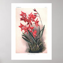Laelia gouldiana print