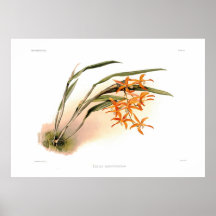 Laelia harpophylla print