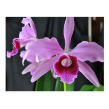 Laelia Purpurata Post Cards