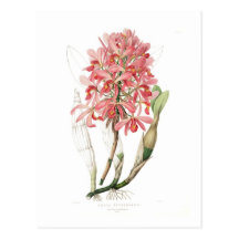 Laelia superbiens post card
