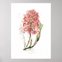 Laelia superbiens. posters