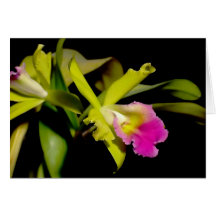 Laeliocattleya 'Golden Promise' Greeting Card