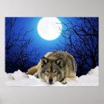 L'affiche de loup d'observateur