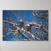 L'affiche/Eagles chauve dans la neige a couvert l'