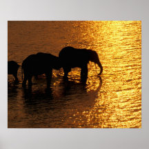 L'Afrique, Botswana, delta d'Okavango. Africain Posters
