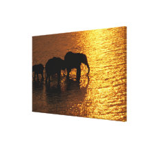 L'Afrique, Botswana, delta d'Okavango. Africain Impression Sur Toile