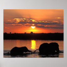 L'Afrique, Botswana, parc national de Chobe, troup Affiches