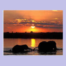 L'Afrique, Botswana, parc national de Chobe, troup cartes postales