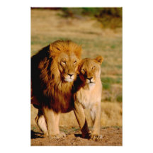 L'Afrique, Namibie, Okonjima. Lion et lionne Photos Sur Toile