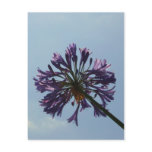 Laguna Bloom postcards