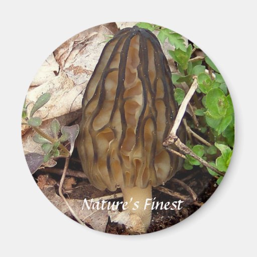 L'aimant de champignon le plus fin de la morelle n