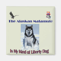 L'aimant de Malamute d'Alaska