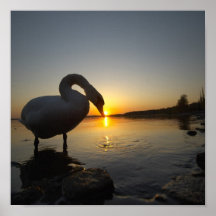 Lake and the Swan Print