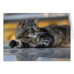 Lake Como Cat - 1 Card