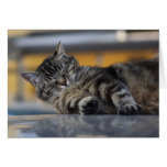 Lake Como Cat - 2 Card