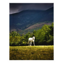 Lake District Horse Photo Art