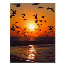 Lake Erie Sunset Post Card