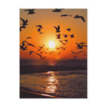 Lake Erie Sunset postcards