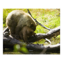 Lake Tahoe Bears Art Photo
