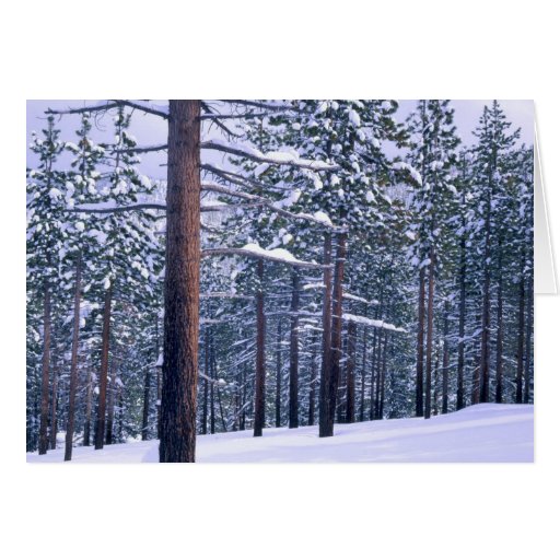 LAKE TAHOE STATE PARK, NEVADA. USA. Fresh snow Cards