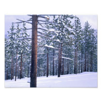LAKE TAHOE STATE PARK, NEVADA. USA. Fresh snow