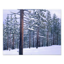 LAKE TAHOE STATE PARK, NEVADA. USA. Fresh snow Photograph