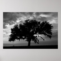 Lakefront Live Oak Print