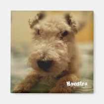 Lakeland Terrier Sticker magnets