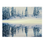 Lakeside Snow Tree Reflections Postcard