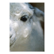 Lama Photo Art