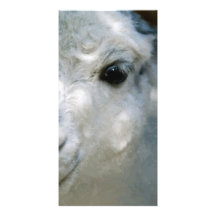 Lama Picture Card