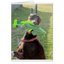 Lamancha Goat Greeting Cards