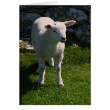 Lamb Card