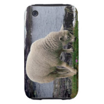 Lamb grazeing on wild remote south Devon coastline Tough Iphone 3 Cover
