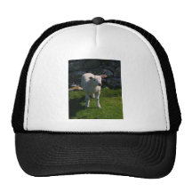 Lamb Hats
