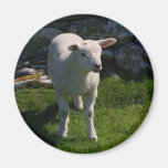 Lamb Magnets