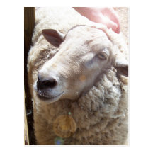 Lamb of God Christian Art Post Card