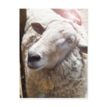 Lamb of God Christian Art Post Card postcards