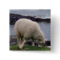 Lamb on remote wild south Devon coastline Pin