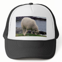 lamb on remote wild south Devon coastline Hat