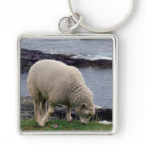 Lamb on remote wild south Devon coastline Keychains