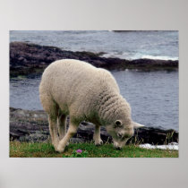 Lamb on remote wild south Devon coastline Print