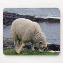 Lamb on the remote wild south Devon coastline Mouse Pad