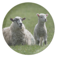 Lamb Plate