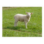 Lamb Post Card